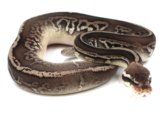 Genetic Stripe | Metazotics