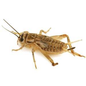 Crickets | Metazotics