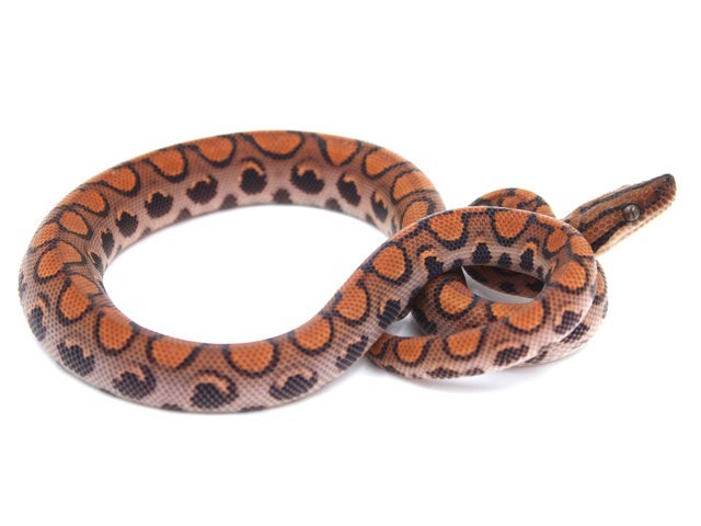 Ball Pythons, Colubrids, Geckos, Tortoises, Boas, Bearded Dragons ...
