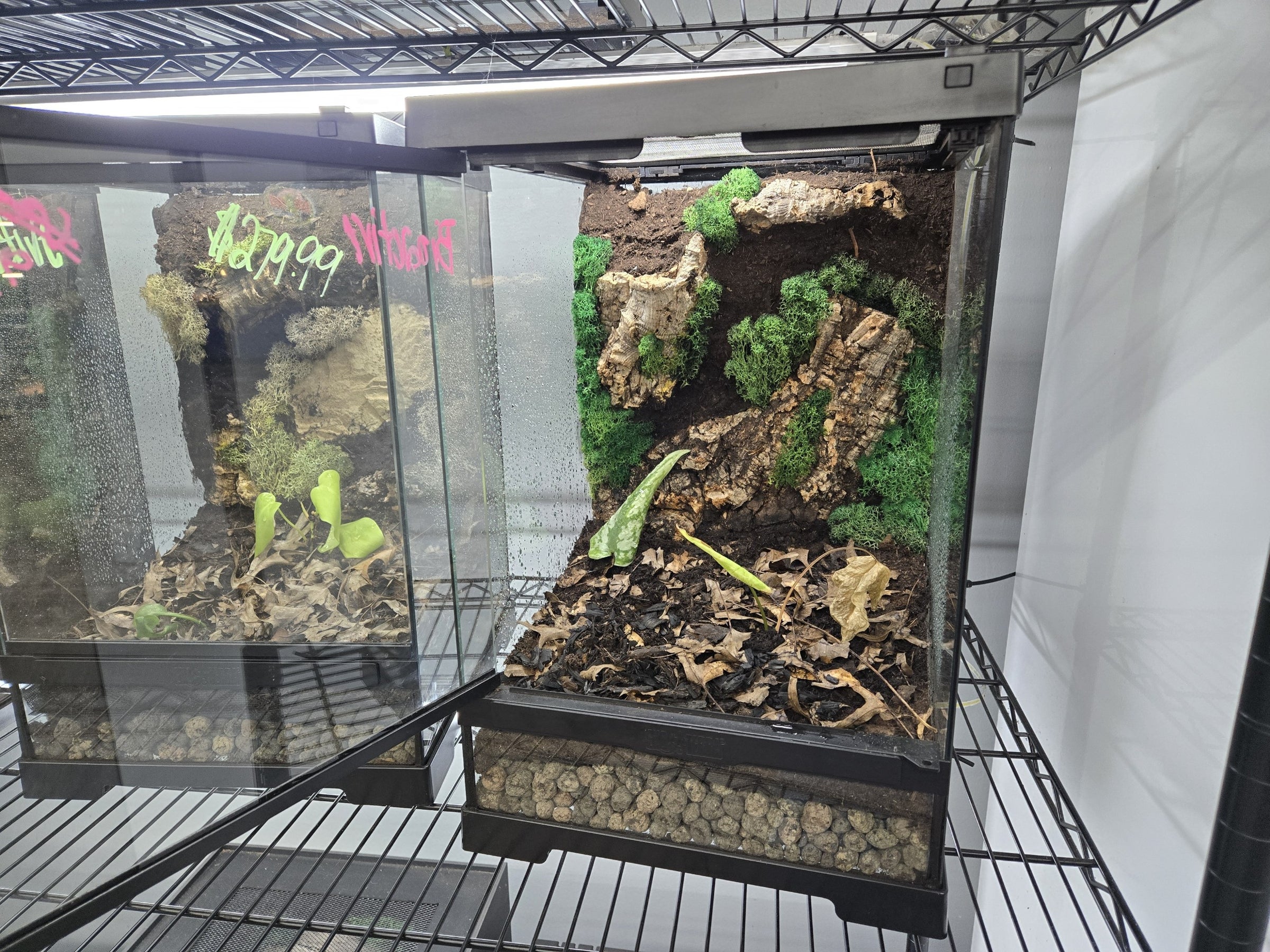 Premade Bioactive Enclosures for Sale! | Metazotics