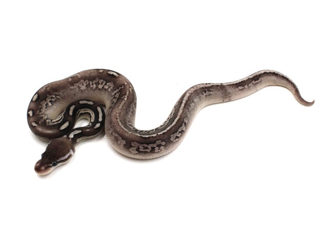 Cinnamon Ball Python Combos! Pewter, Urban Camo, Savannah