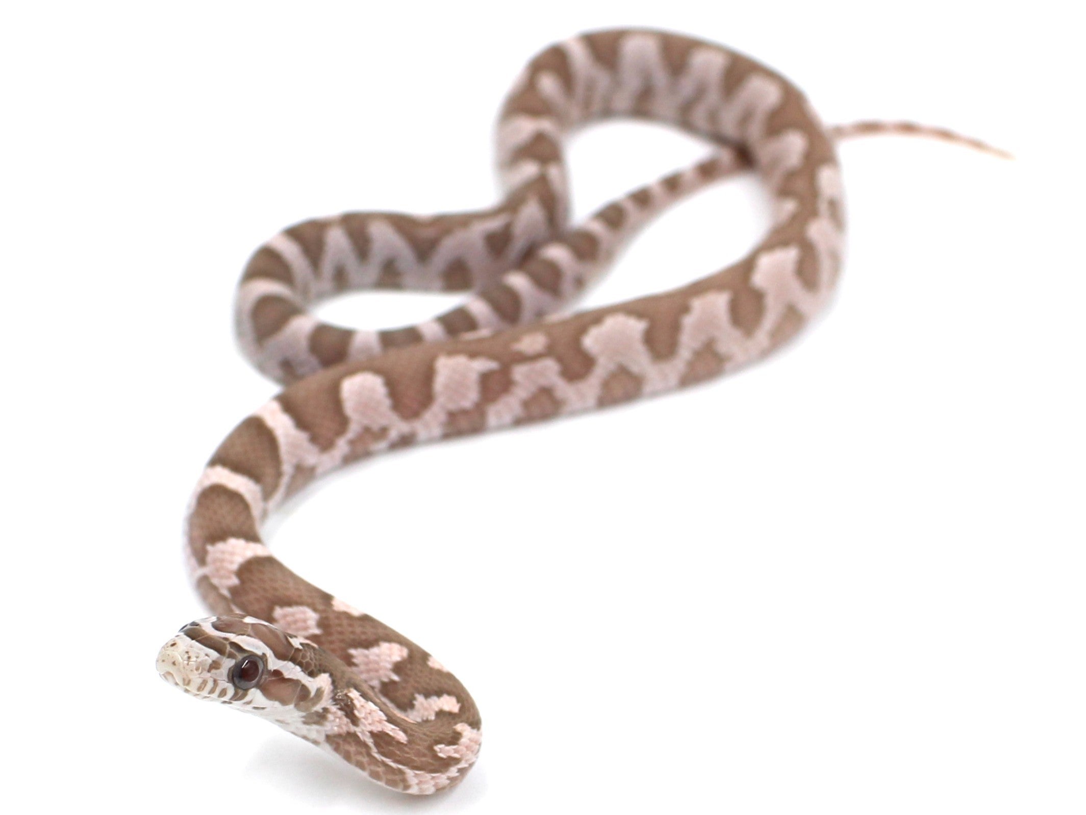 26 Coral Ghost Het Amel Corn Snake for Sale! | Metazotics