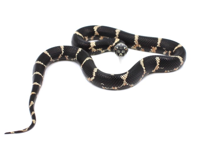 Eastern Kingsnakes For Sale! | Metazotics