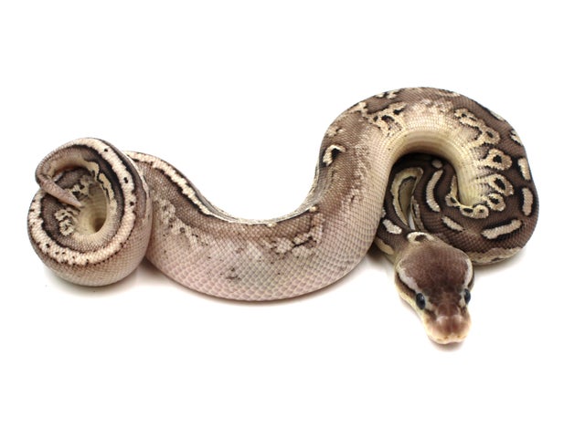 美品　AMERI CLOUDY PYTHON TOP 105253981.jpg?v=1749841997