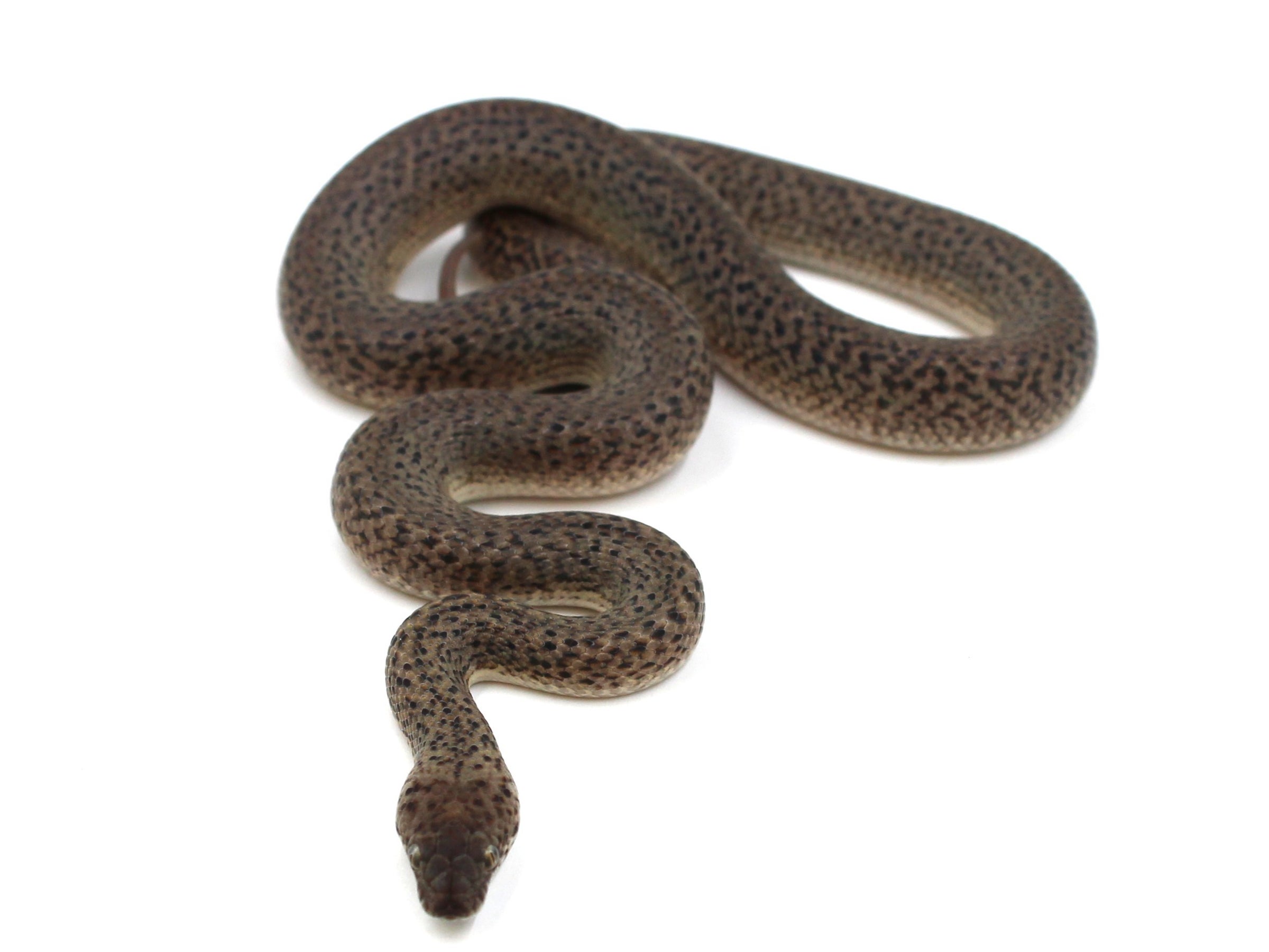 '25 Granite Spotted Python For Sale! | Metazotics