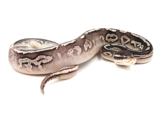 Cinnamon Ball Python Combos! Pewter, Urban Camo, Savannah
