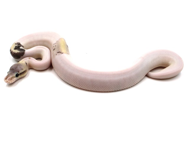 Cinnamon Ball Python Combos! Pewter, Urban Camo, Savannah