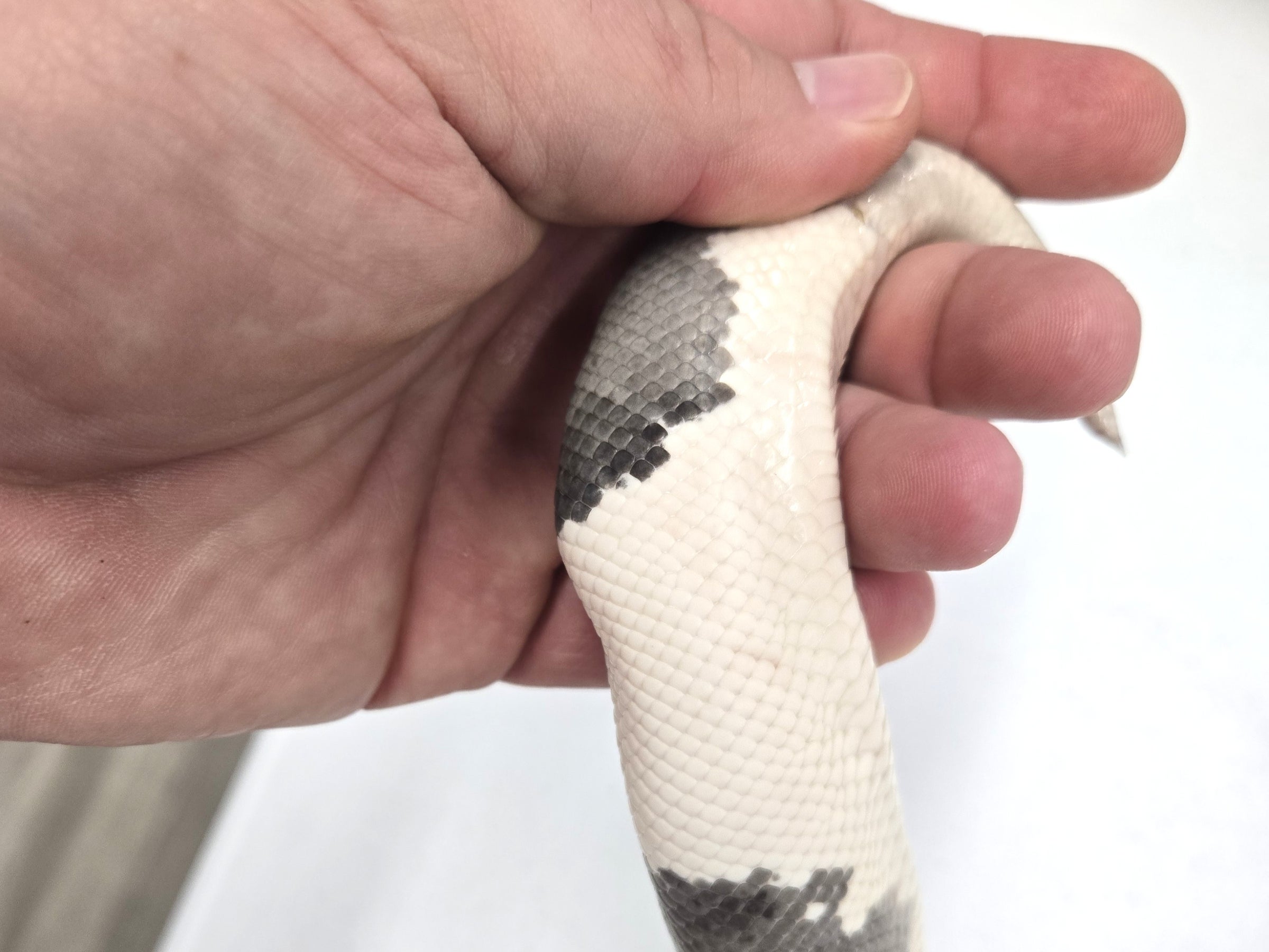 成田　　baccan ORBY NE f580731883e1b6e3ba4e2f9e9b24a8