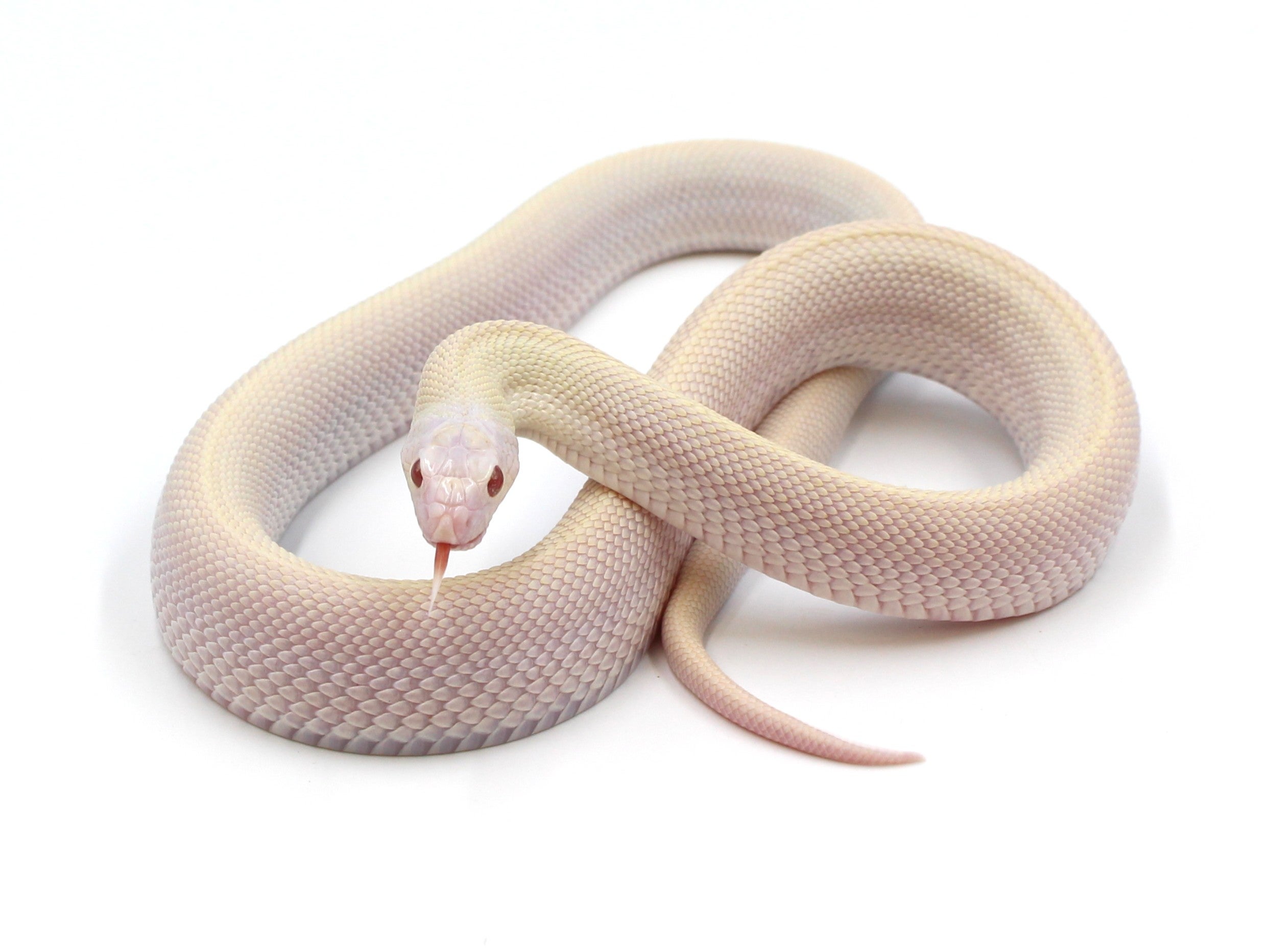 Patternless Snake '25 Hybino Patternless WS Poss Het Ax Bull Snake for Sale! | Metazotics