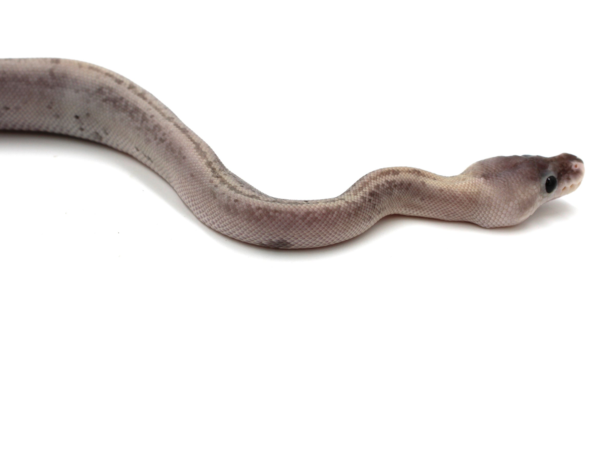 24 Urban Camo Ball Python for Sale! | Metazotics