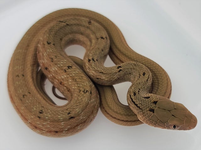 Chinese King Rat Snakes (Elaphe Carinata) For Sale! Morphs and Normals