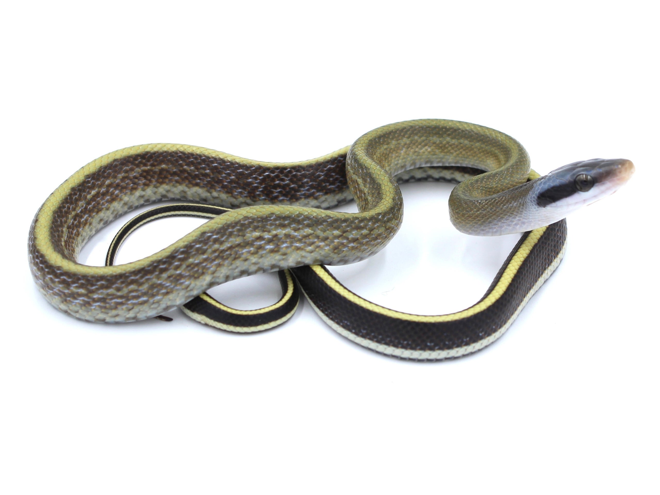 '23 Cave Dwelling Rat Snake (Ridleyi) Male | Metazotics